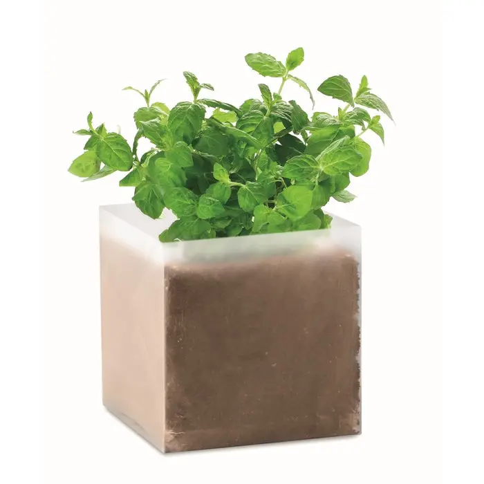 MINT Pflanz-Set für Minze in Beige - Einfach & Stilvoll Züchten