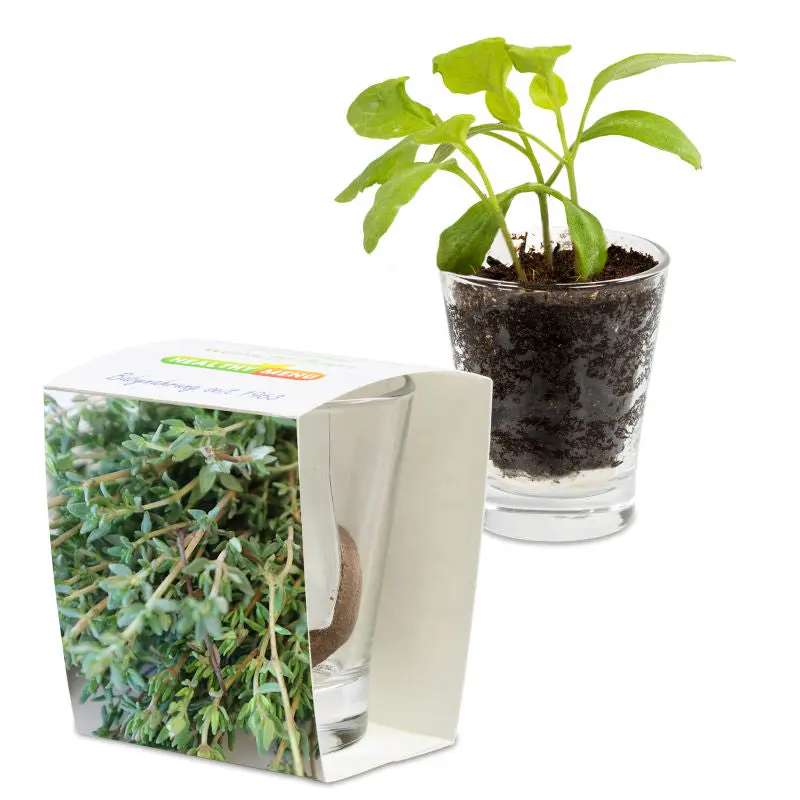 Caffeino-Glas mit Sonnenblumen-Design Banderole – Stilvolles Pflanzengeschenk